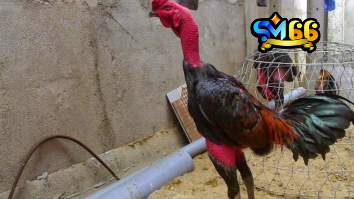 Chạy lồng là thuật ngữ được quan tâm hàng đầu