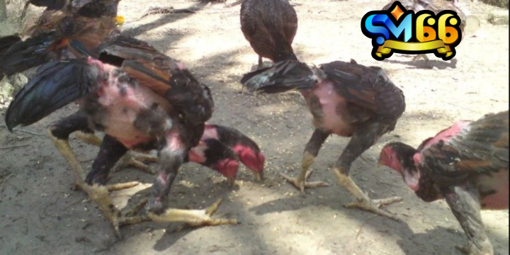Gà còn nhỏ nên thả rông để chúng phát triển toàn diện