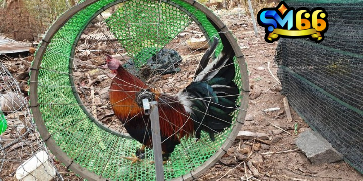 Sư kê vần hơi gà chọi để luyện cơ chân tốt nhất